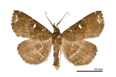 簡櫛裳蛾 Adrapsa simplex 雄蟲