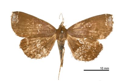 散痣棕櫛裳蛾 Adrapsa subnotigera 雌蟲