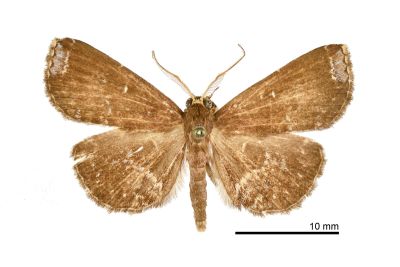 散痣棕櫛裳蛾 Adrapsa subnotigera 雄蟲