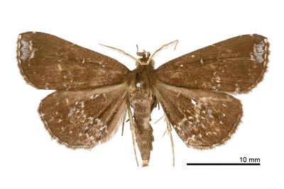 散痣棕櫛裳蛾 Adrapsa subnotigera 雄蟲