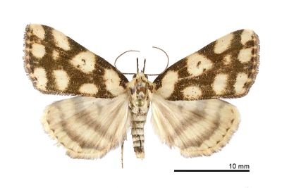 網紋擬櫛裳蛾 Adrapsoides reticulatis 雌蟲