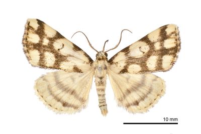 網紋擬櫛裳蛾 Adrapsoides reticulatis 雄蟲