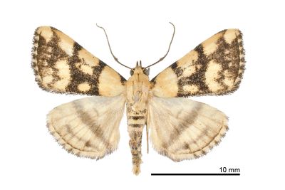 網紋擬櫛裳蛾 Adrapsoides reticulatis 雄蟲