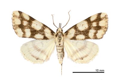 網紋擬櫛裳蛾 Adrapsoides reticulatis 雄蟲