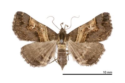 彎帶擬胸鬚裳蛾 Bertula abjudicalis 雌蟲