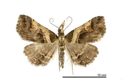 彎帶擬胸鬚裳蛾 Bertula abjudicalis 雄蟲