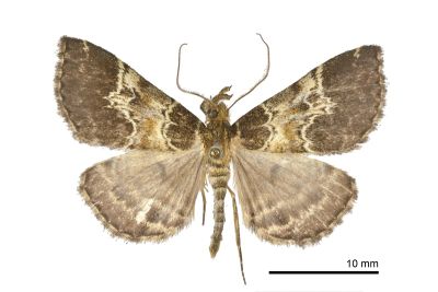 雙齒擬胸鬚裳蛾 Bertula bidentata 雄蟲