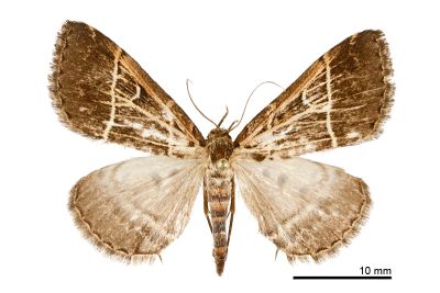 雙白帶擬胸鬚裳蛾 Bertula bisectalis 雌蟲