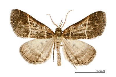 雙白帶擬胸鬚裳蛾 Bertula bisectalis 雄蟲