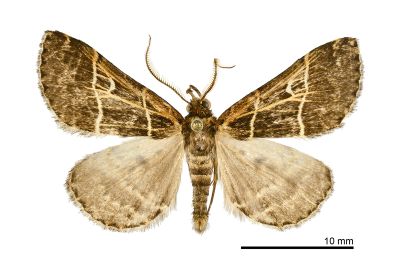 雙白帶擬胸鬚裳蛾 Bertula bisectalis 雄蟲