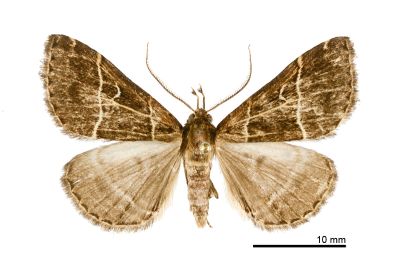 雙白帶擬胸鬚裳蛾 Bertula bisectalis 雄蟲