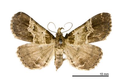 中折帶擬胸鬚裳蛾 Bertula centralis 雌蟲