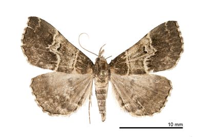 中折帶擬胸鬚裳蛾 Bertula centralis 雌蟲