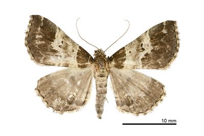 中折帶擬胸鬚裳蛾 Bertula centralis 雌蟲