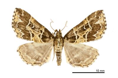 Bertula chunchunyangae 雌蟲