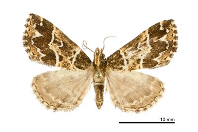Bertula chunchunyangae 雄蟲