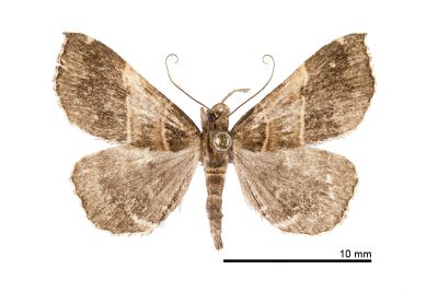 黃寬帶擬胸鬚裳蛾 Bertula mediochracea 雄蟲