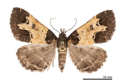 陷紋擬胸鬚裳蛾 Bertula incisa 雌蟲
