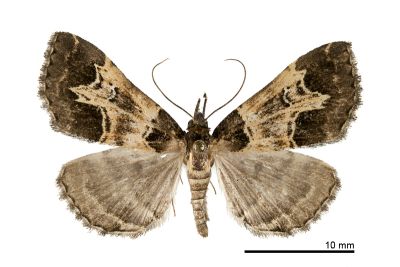 陷紋擬胸鬚裳蛾 Bertula incisa 雄蟲