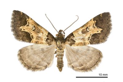 陷紋擬胸鬚裳蛾 Bertula incisa 雄蟲