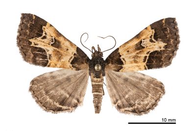 陷紋擬胸鬚裳蛾 Bertula incisa 雄蟲
