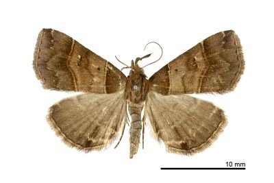甲仙擬胸鬚裳蛾 Bertula kosemponica 雌蟲