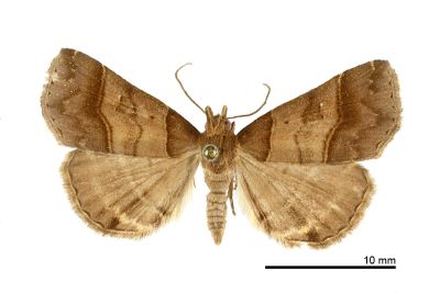 甲仙擬胸鬚裳蛾 Bertula kosemponica 雄蟲