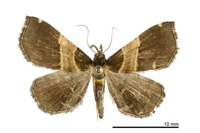 黃寬帶擬胸鬚裳蛾 Bertula mediochracea 雌蟲
