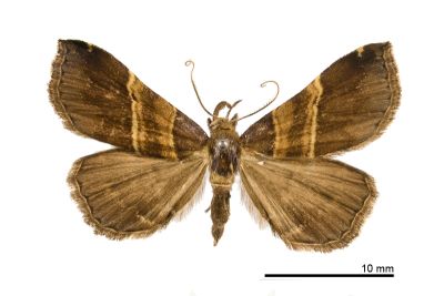 黃寬帶擬胸鬚裳蛾 Bertula mediochracea 雄蟲