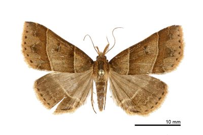 平帶擬胸鬚裳蛾 Bertula parallela 雌蟲
