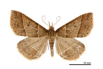 平帶擬胸鬚裳蛾 Bertula parallela 雄蟲
