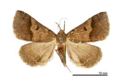 黑點擬胸鬚裳蛾 Bertula partita 雌蟲