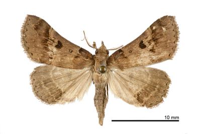 黑點擬胸鬚裳蛾 Bertula partita 雄蟲