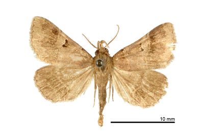 黑點擬胸鬚裳蛾 Bertula partita 雄蟲