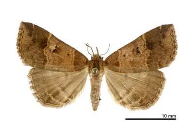 Bertula hadenalis persimilis 雌蟲