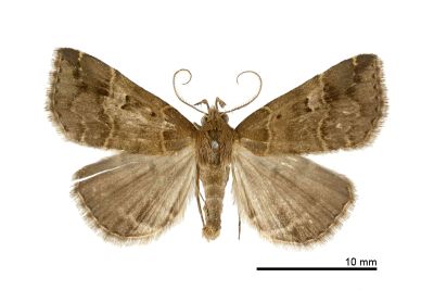 Bertula hadenalis persimilis 雄蟲