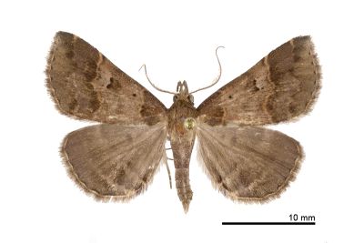 Bertula hadenalis persimilis 雄蟲