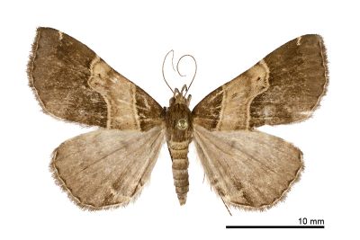 肘帶擬胸鬚裳蛾 Bertula terminalis 雌蟲