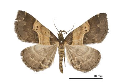 肘帶擬胸鬚裳蛾 Bertula terminalis 雌蟲