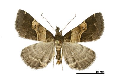 肘帶擬胸鬚裳蛾 Bertula terminalis 雄蟲