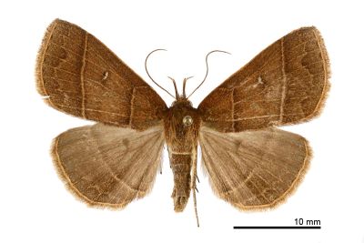 脈擬胸鬚裳蛾 Bertula venata 雌蟲
