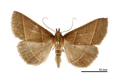 脈擬胸鬚裳蛾 Bertula venata 雄蟲
