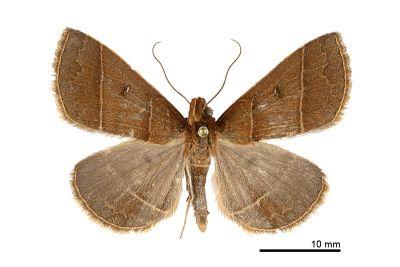 脈擬胸鬚裳蛾 Bertula venata 雄蟲
