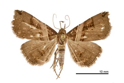 淺帶擬胸鬚裳蛾 Bertula vialis 雌蟲