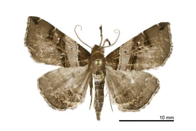 淺帶擬胸鬚裳蛾 Bertula vialis 雄蟲