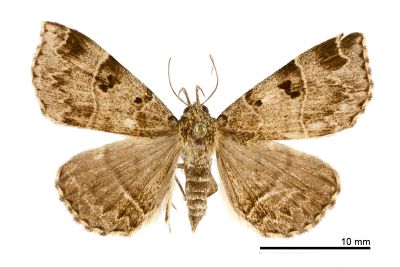 泰雅胸鬚裳蛾 Cidariplura atayal 雌蟲