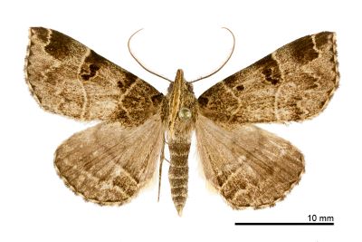 泰雅胸鬚裳蛾 Cidariplura atayal 雄蟲