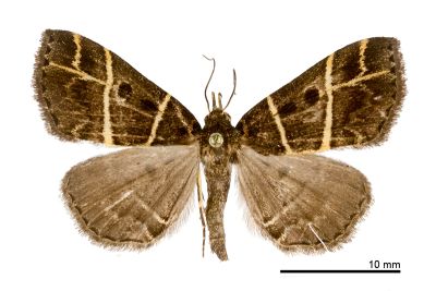 雙線胸鬚裳蛾 Cidariplura bilineata 雌蟲