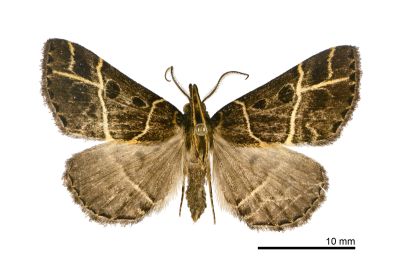 雙線胸鬚裳蛾 Cidariplura bilineata 雄蟲