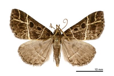 雙線胸鬚裳蛾 Cidariplura bilineata 雄蟲